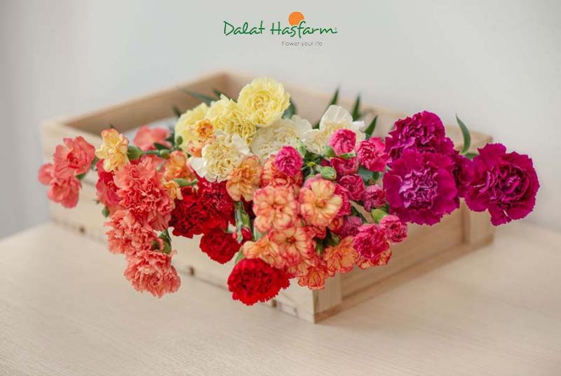 Ten goi chinh xac cua hoa cam chuong tieng anh la Carnation hay Dianthus caryophyllus
